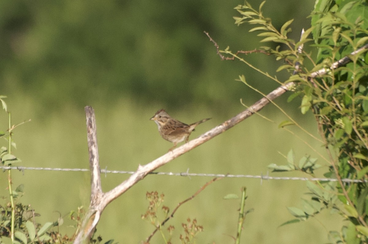 Lincoln's Sparrow - ML635339206