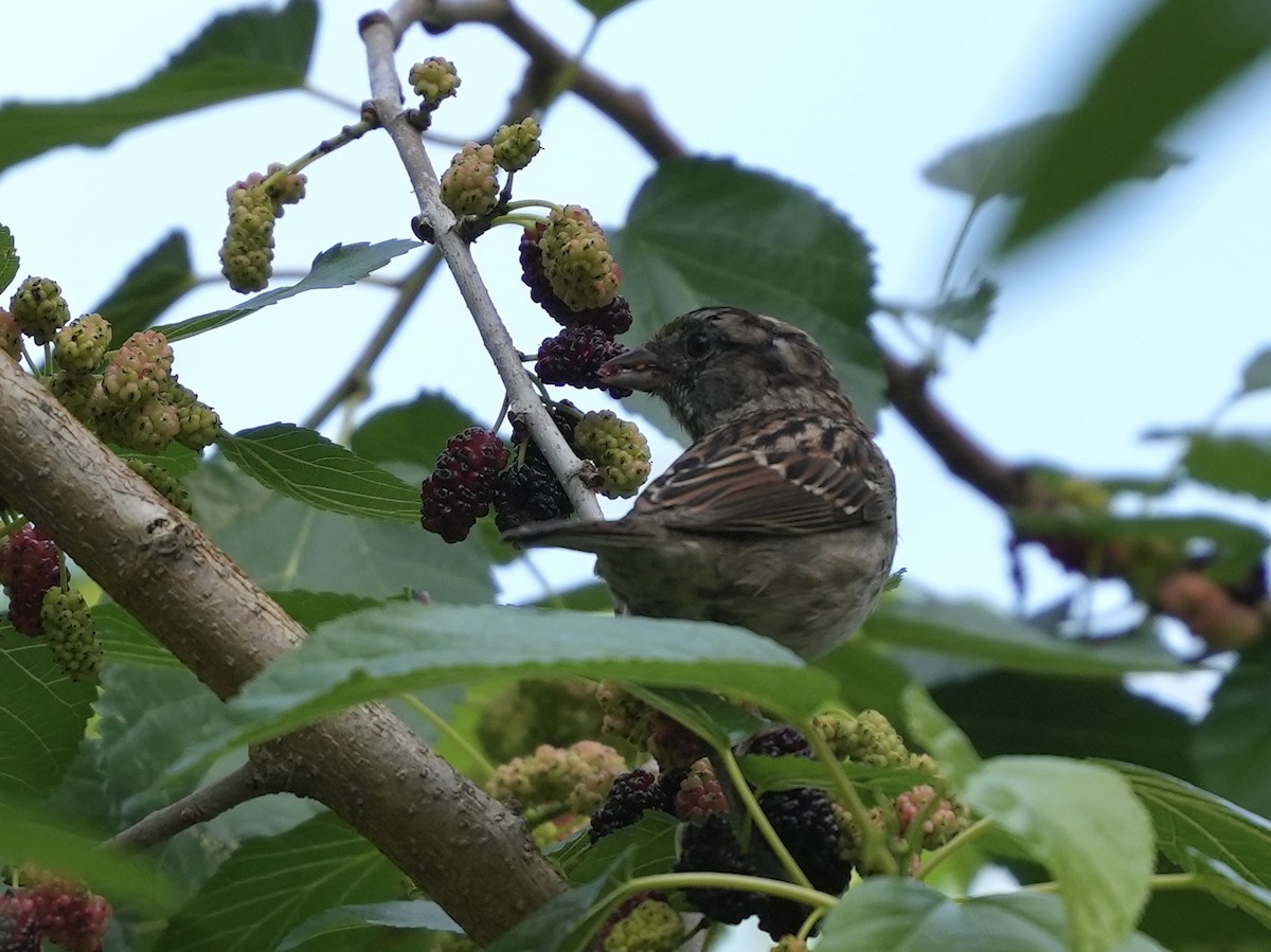White-throated Sparrow - ML635339219