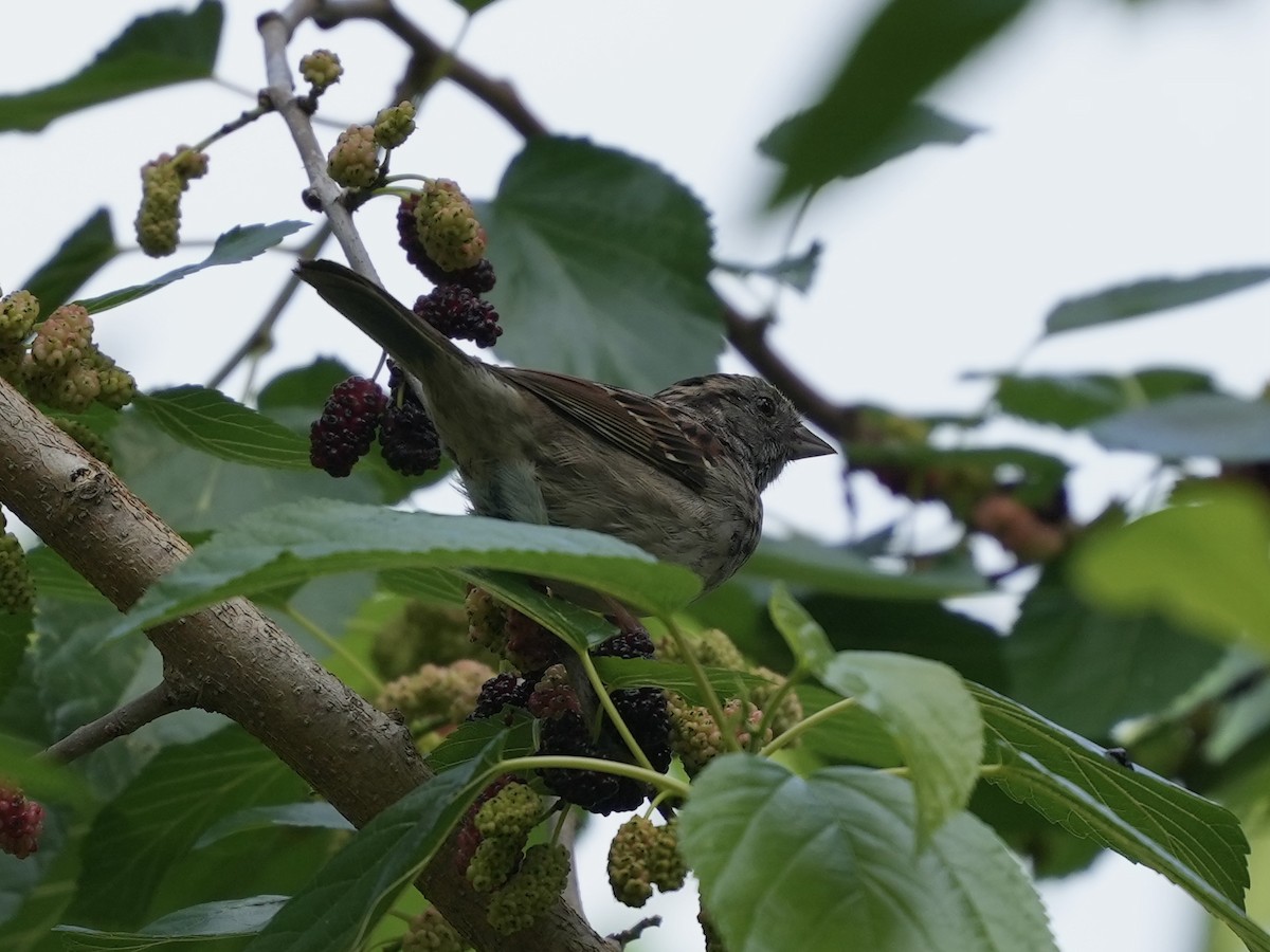 White-throated Sparrow - ML635339221
