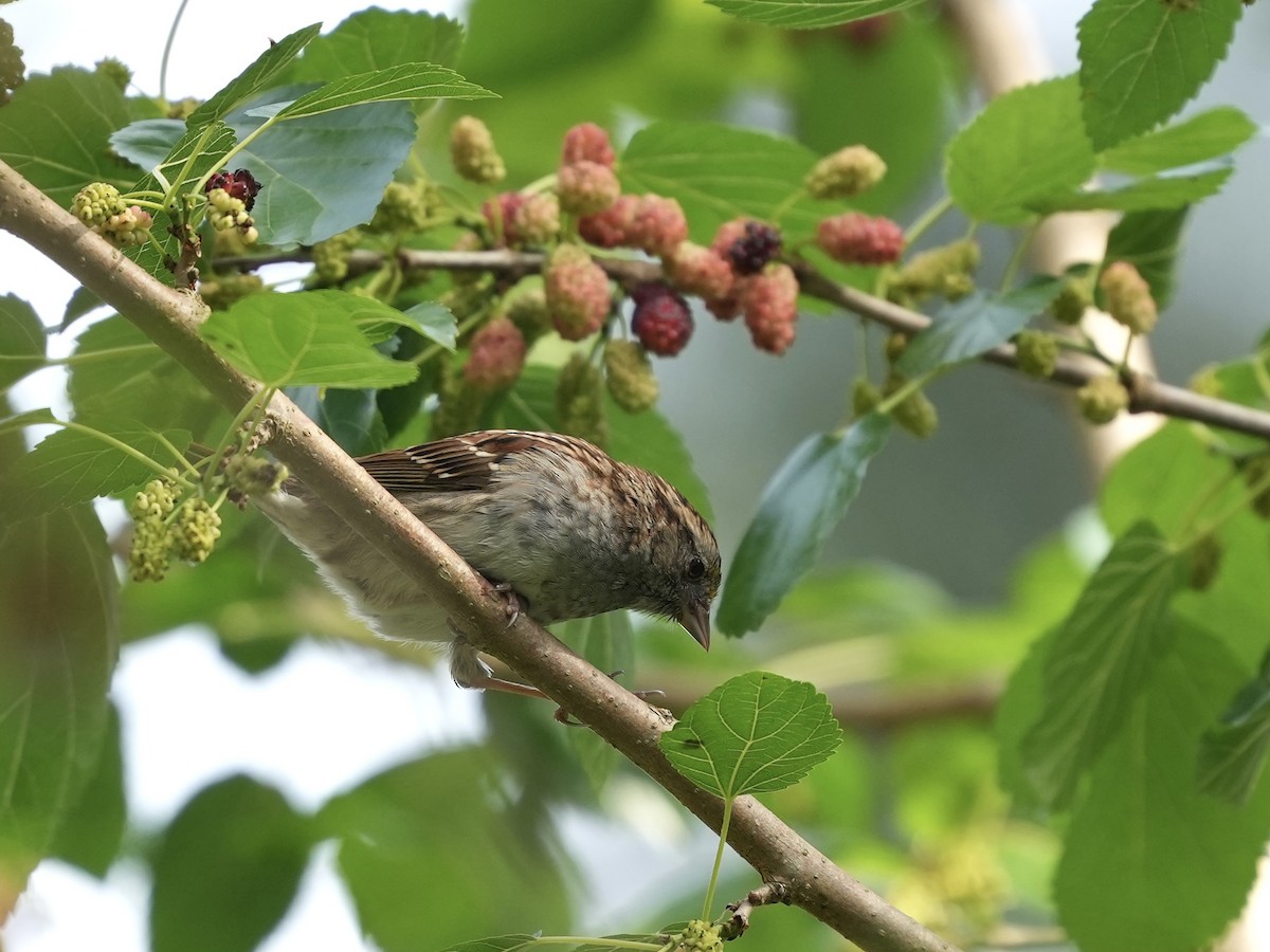 White-throated Sparrow - ML635339223