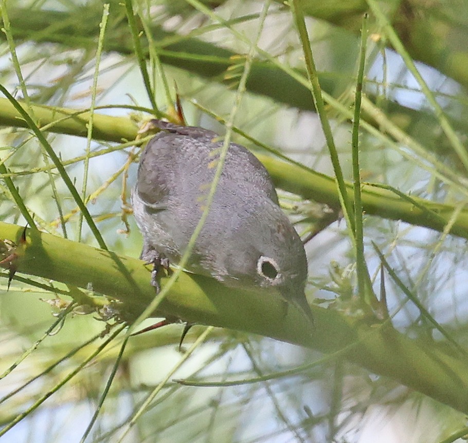 Virginia's Warbler - ML635339224