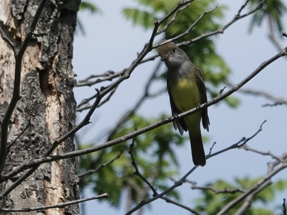 Great Crested Flycatcher - ML635339231