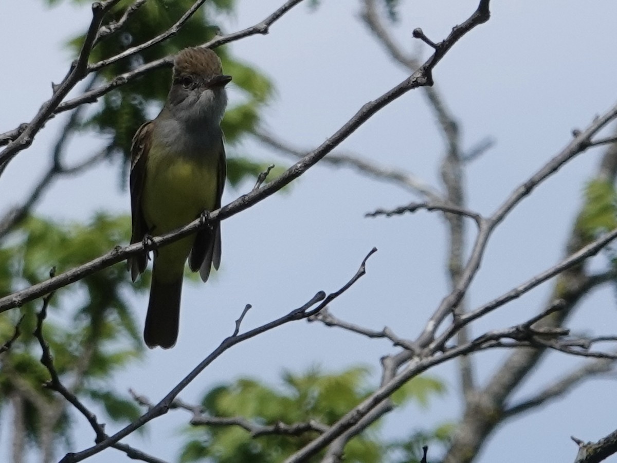 Great Crested Flycatcher - ML635339232