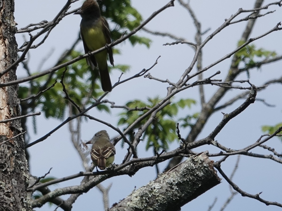 Great Crested Flycatcher - ML635339233