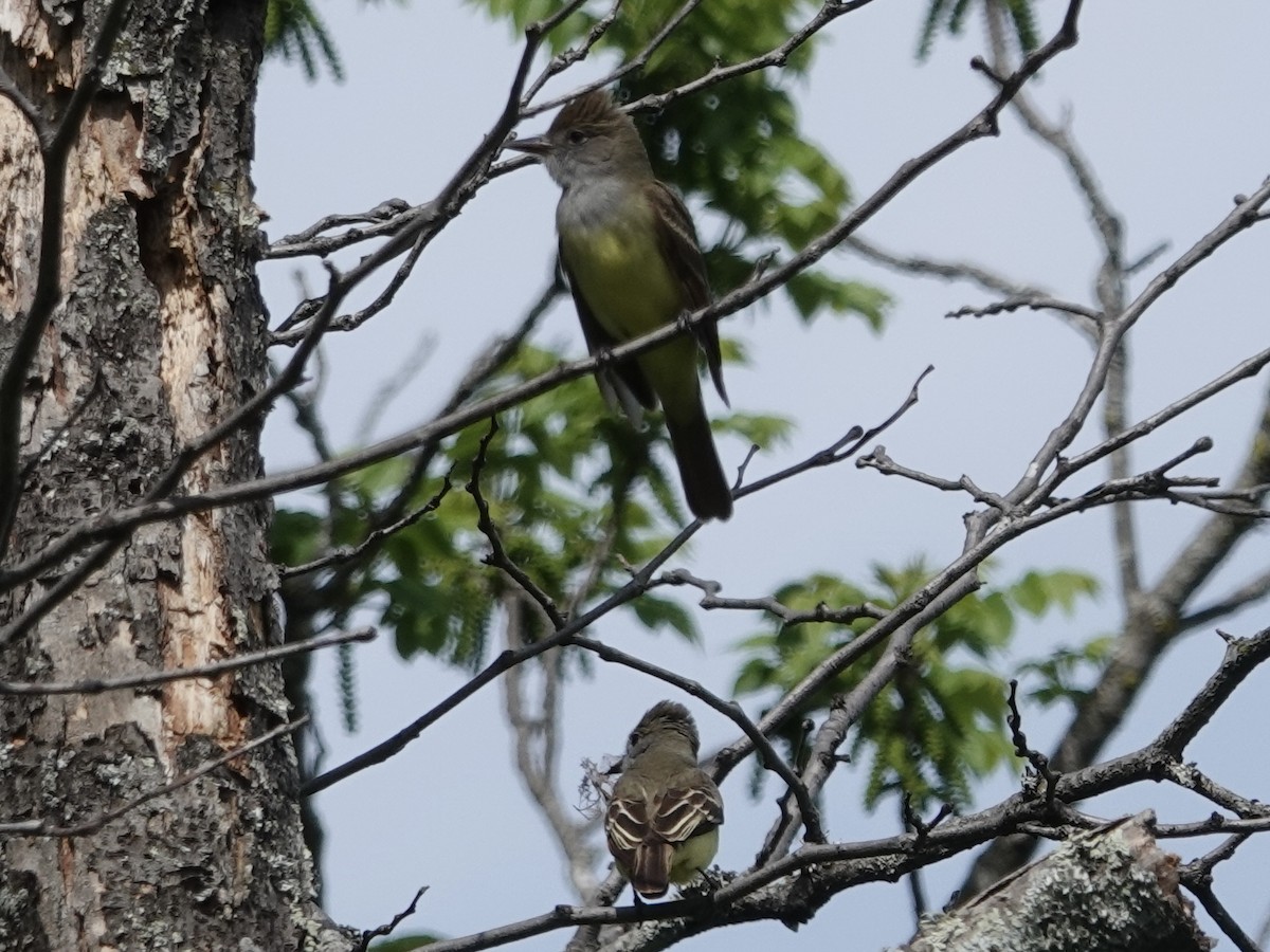 Great Crested Flycatcher - ML635339234