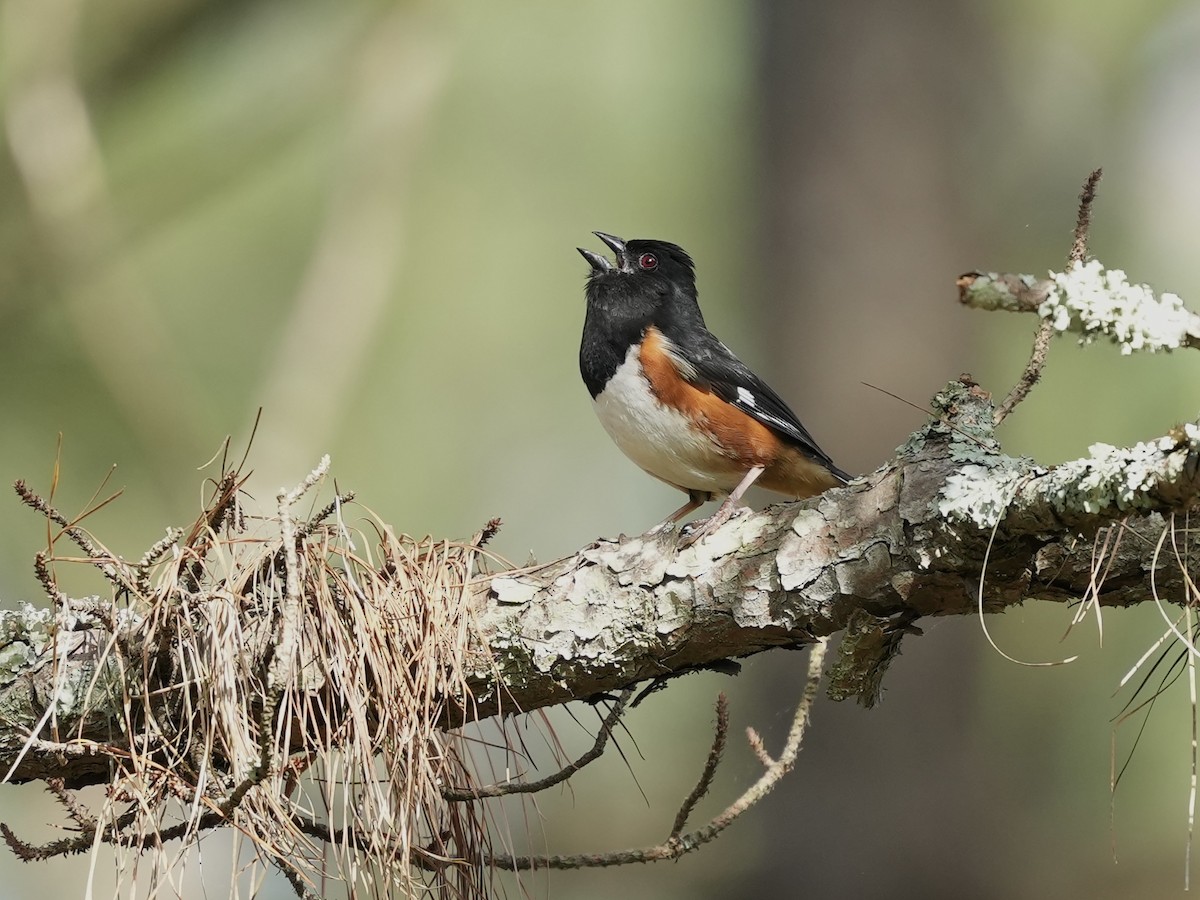 Eastern Towhee - ML635339240