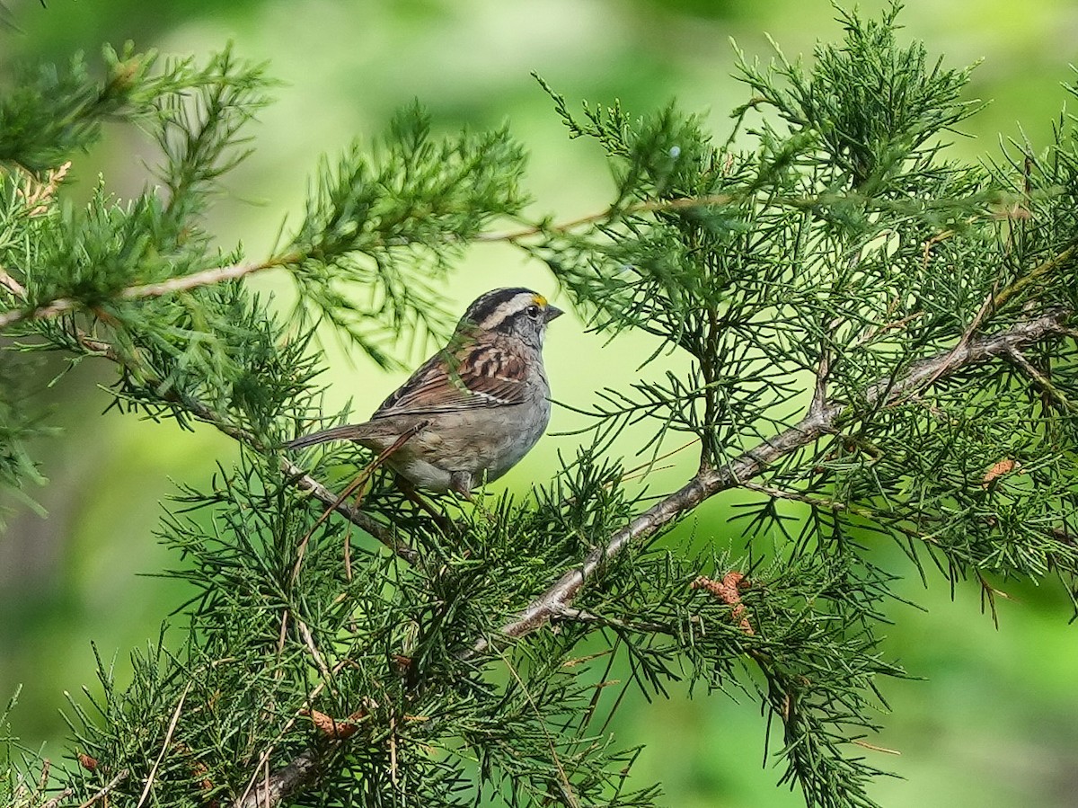 White-throated Sparrow - ML635339257