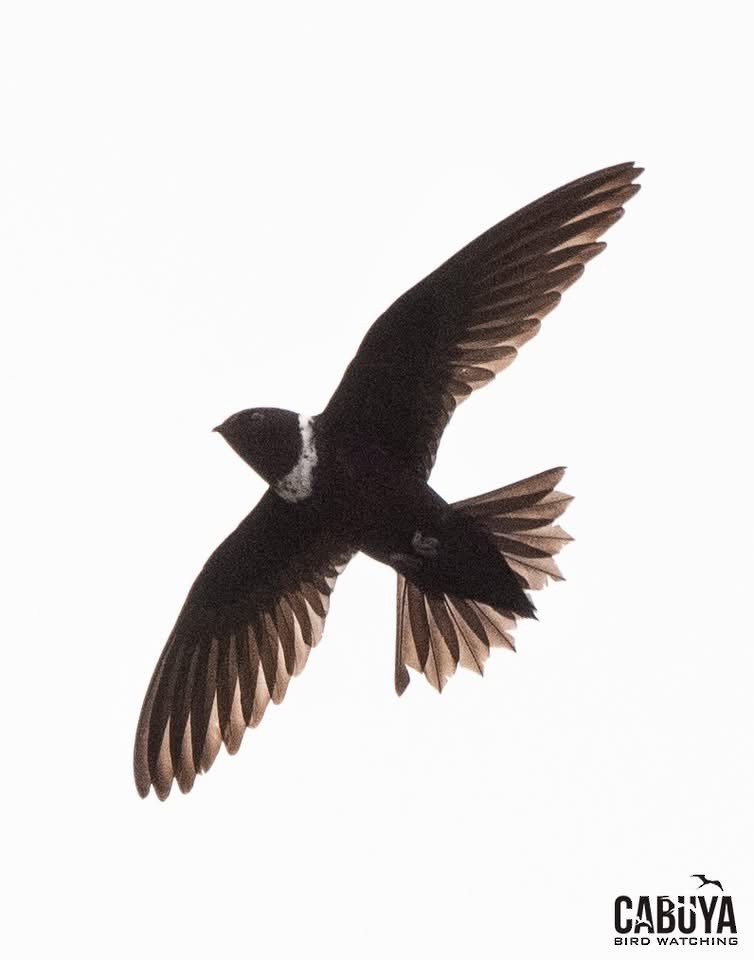 White-collared Swift - ML635339276