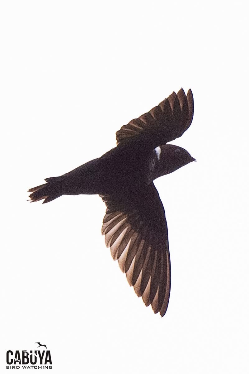White-collared Swift - ML635339277