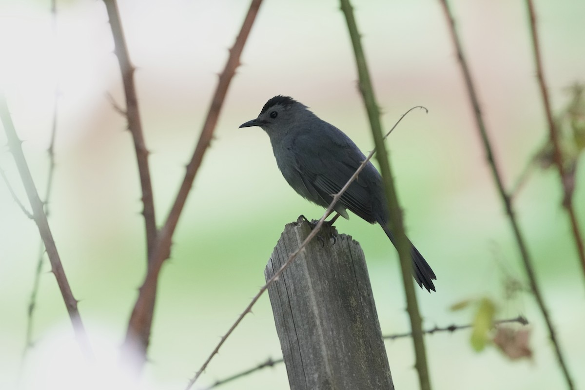 Gray Catbird - ML635339282