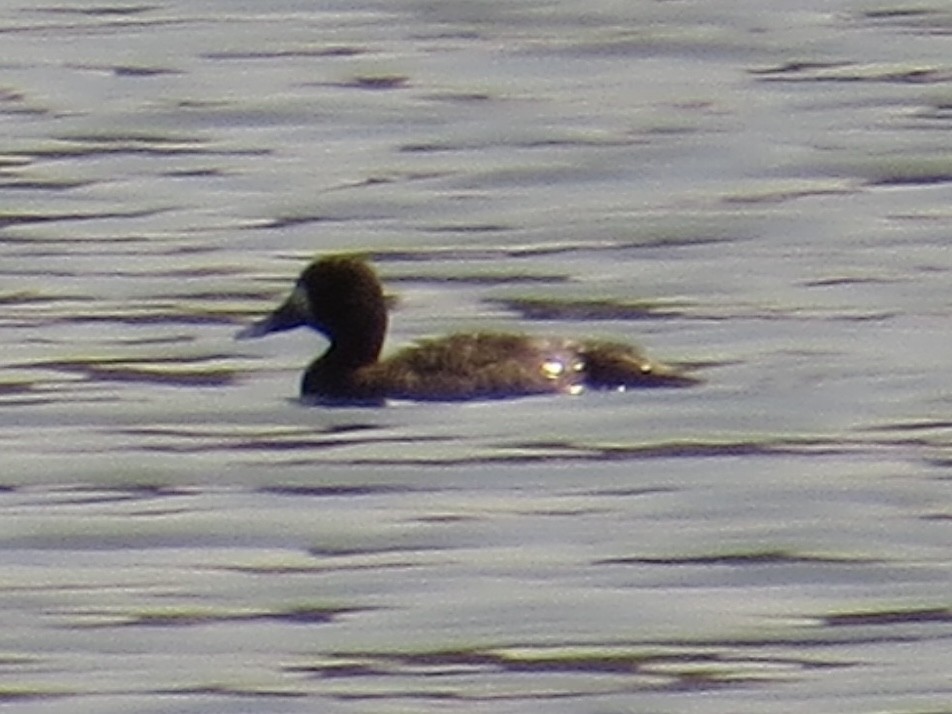 Lesser Scaup - ML635339332