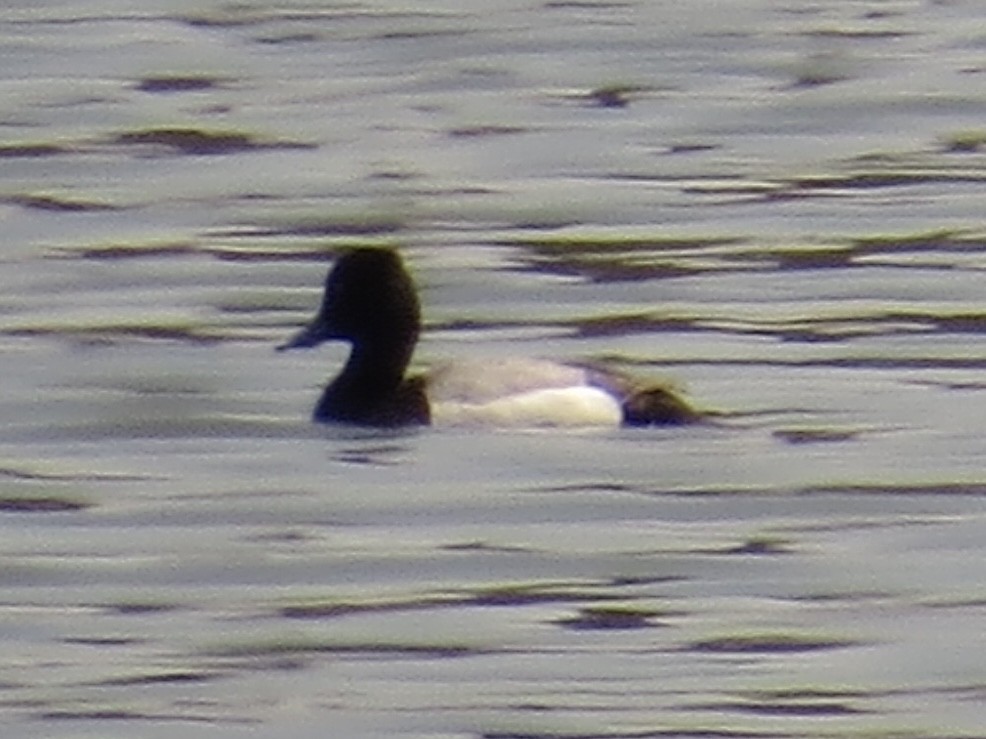 Lesser Scaup - ML635339336