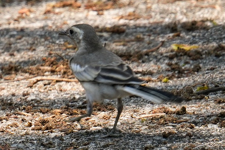 White Wagtail - ML635339346