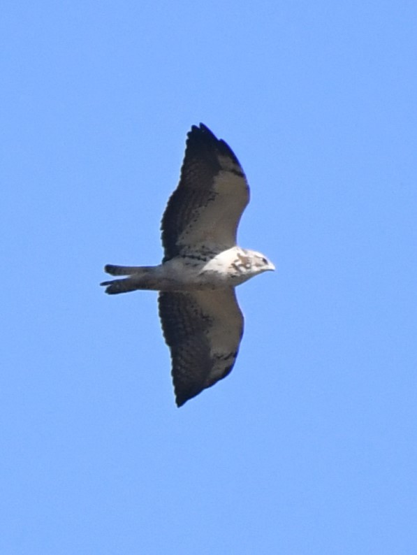 Swainson's Hawk - ML635339404