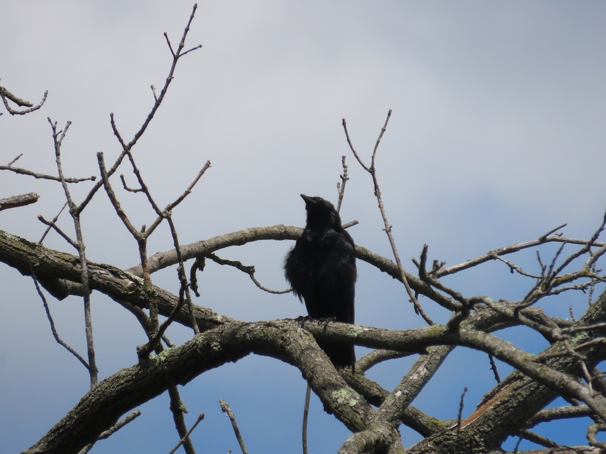 Fish Crow - ML635339460