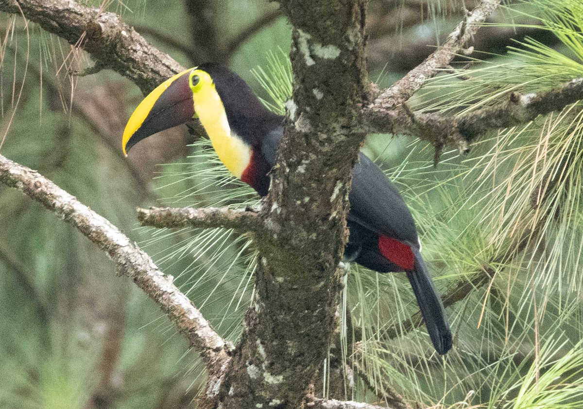 Yellow-throated Toucan - ML635339484