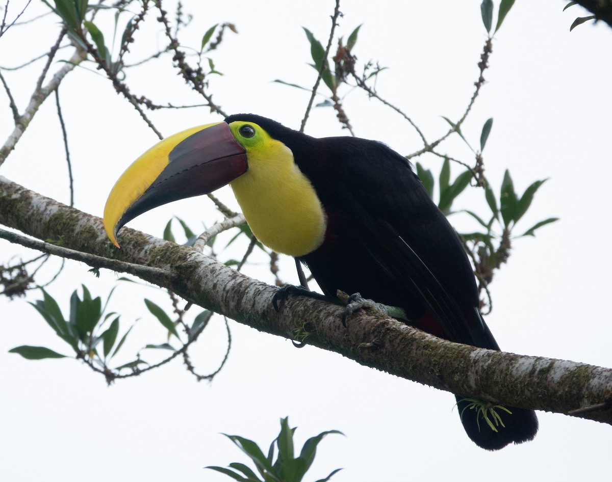 Yellow-throated Toucan - ML635339485