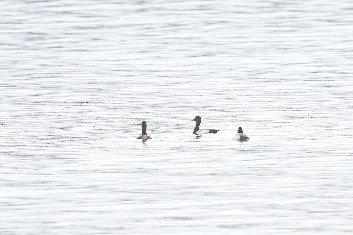 Lesser Scaup - ML635339555