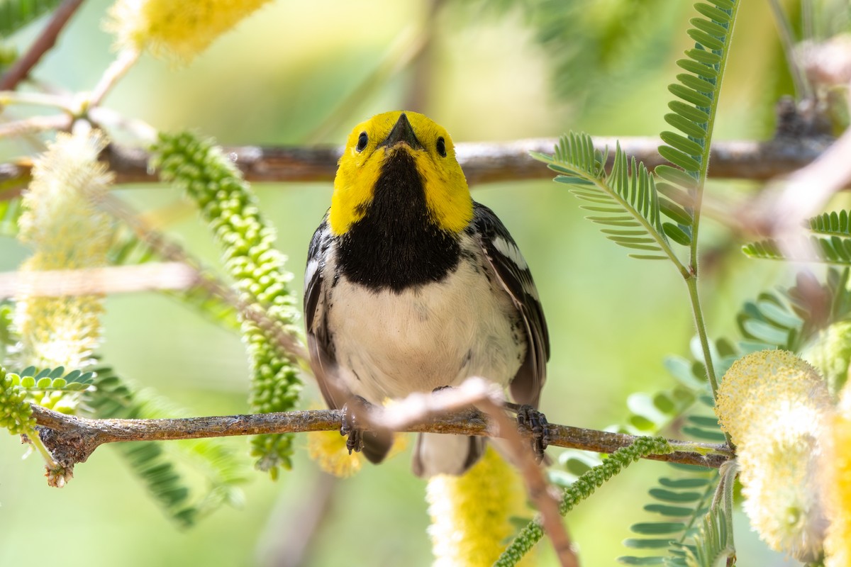 Hermit Warbler - ML635339621