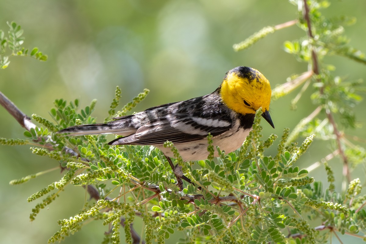 Hermit Warbler - ML635339622