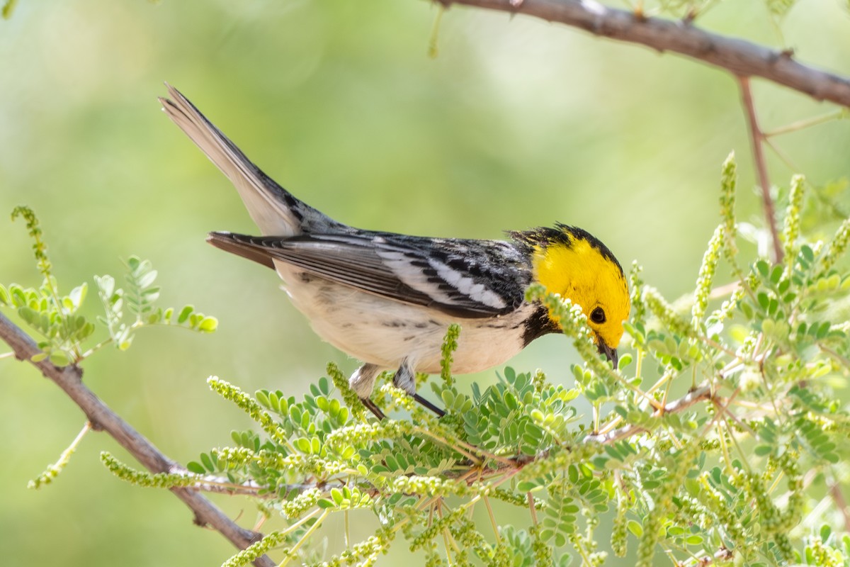 Hermit Warbler - ML635339623