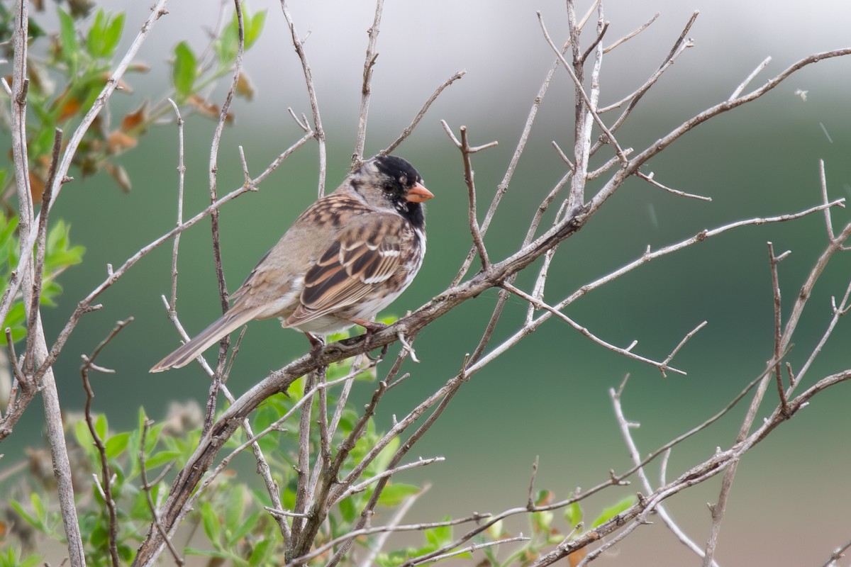 Harris's Sparrow - ML635339687