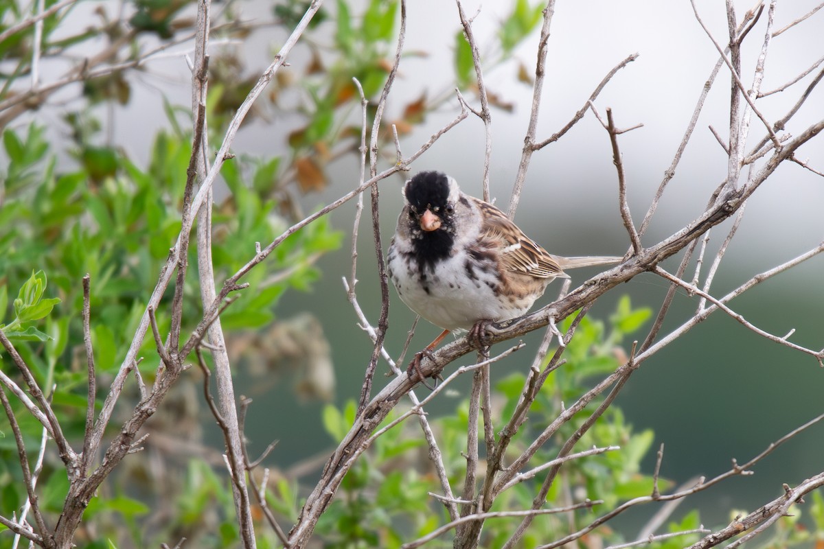 Harris's Sparrow - ML635339688