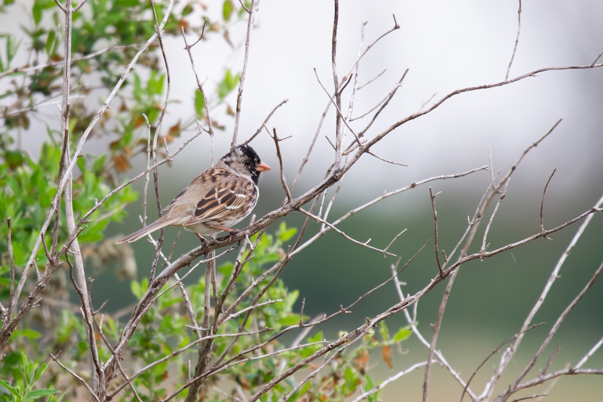 Harris's Sparrow - ML635339689