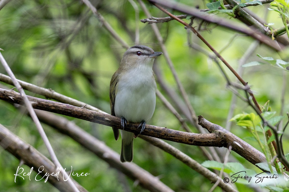 Red-eyed Vireo - ML635339695