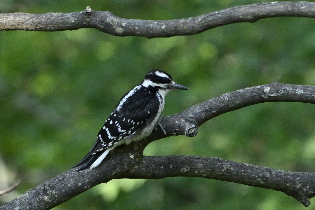 Hairy Woodpecker - ML635339720