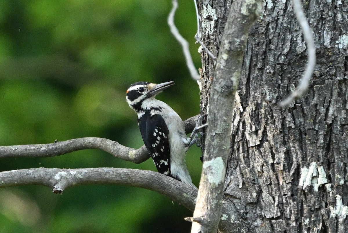 Hairy Woodpecker - ML635339721