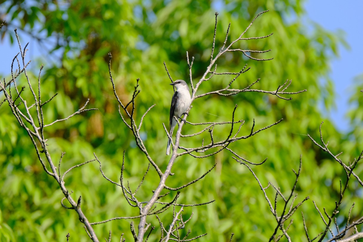 Ashy Minivet - ML635339734