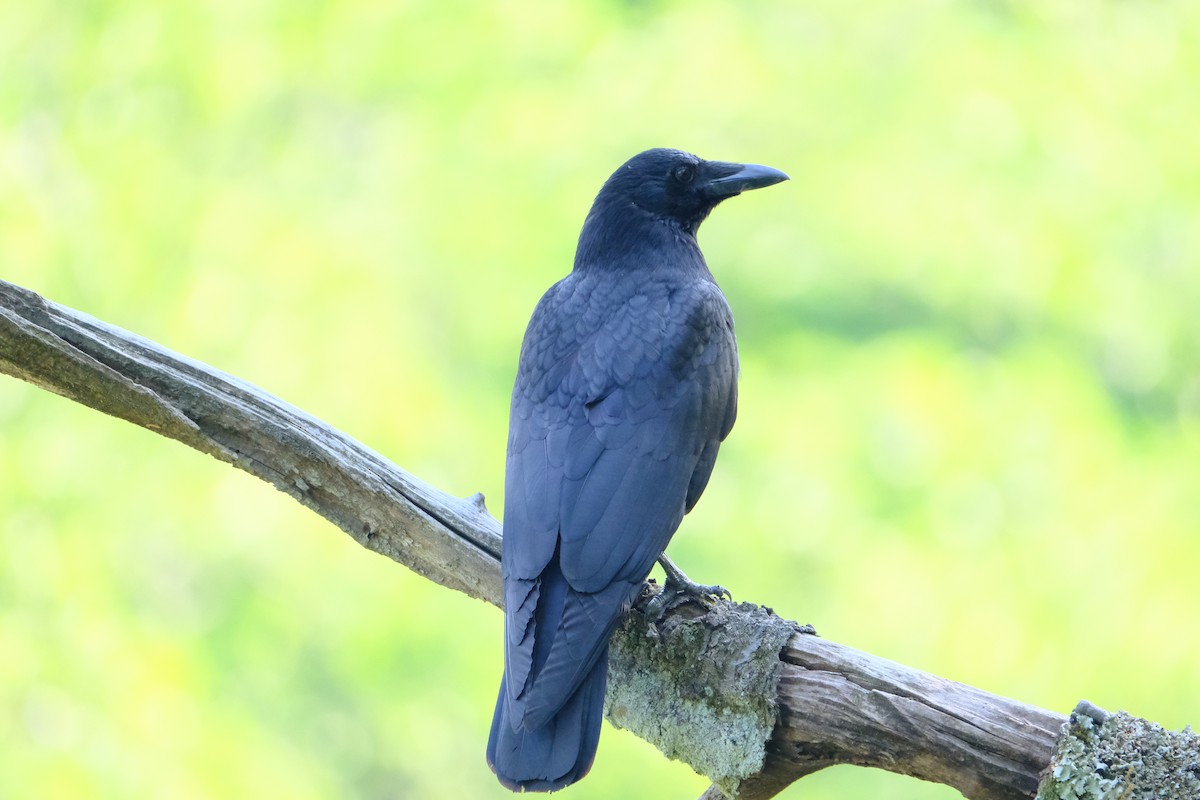 Carrion Crow - ML635339760