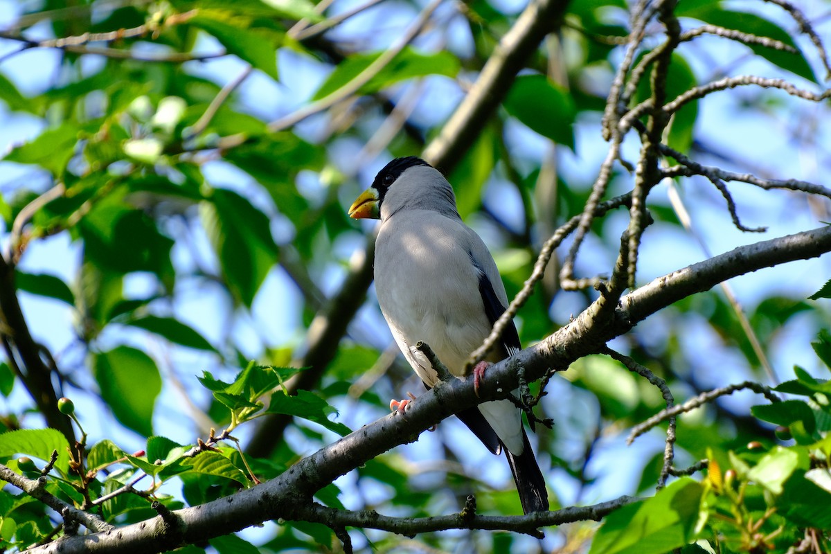 Japanese Grosbeak - ML635339768