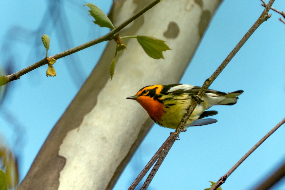 Blackburnian Warbler - ML635339812