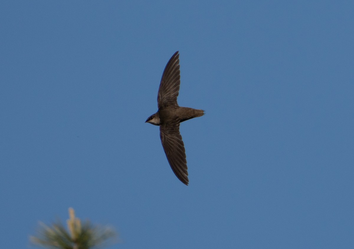 Chimney Swift - ML635339820