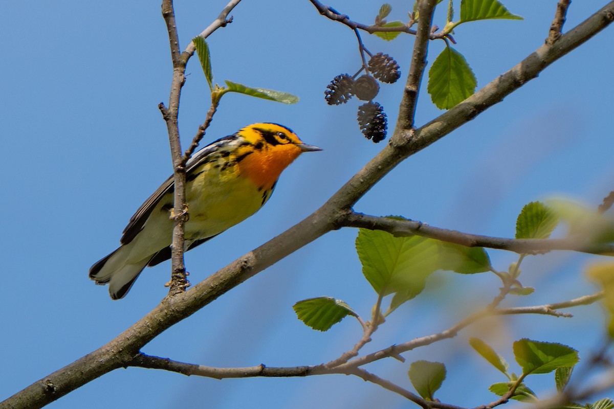 Blackburnian Warbler - ML635339851