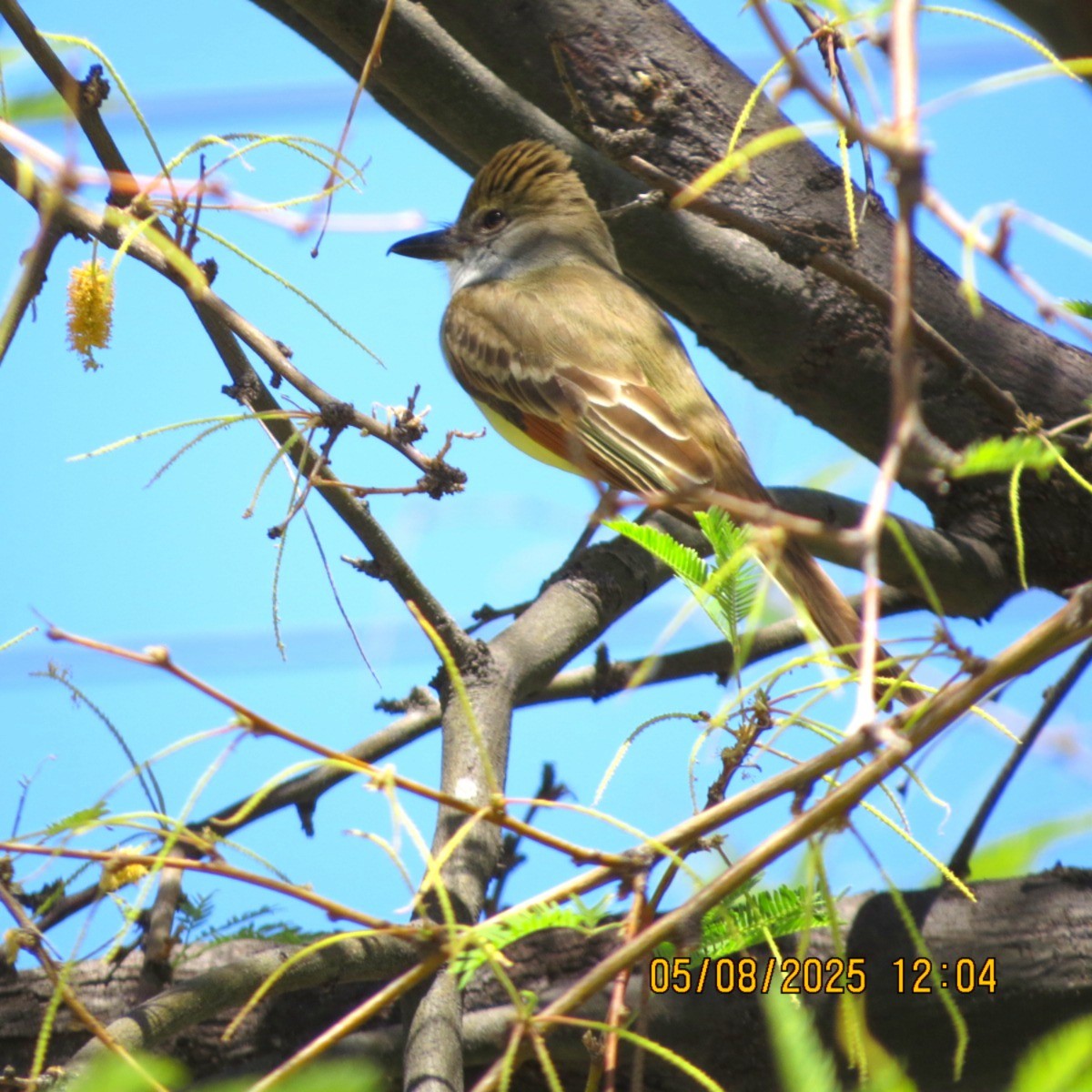 Brown-crested Flycatcher - ML635339881