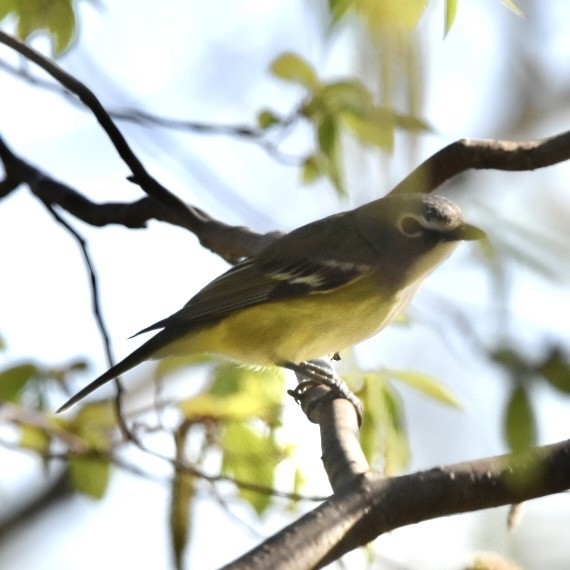 Blue-headed Vireo - ML635339920