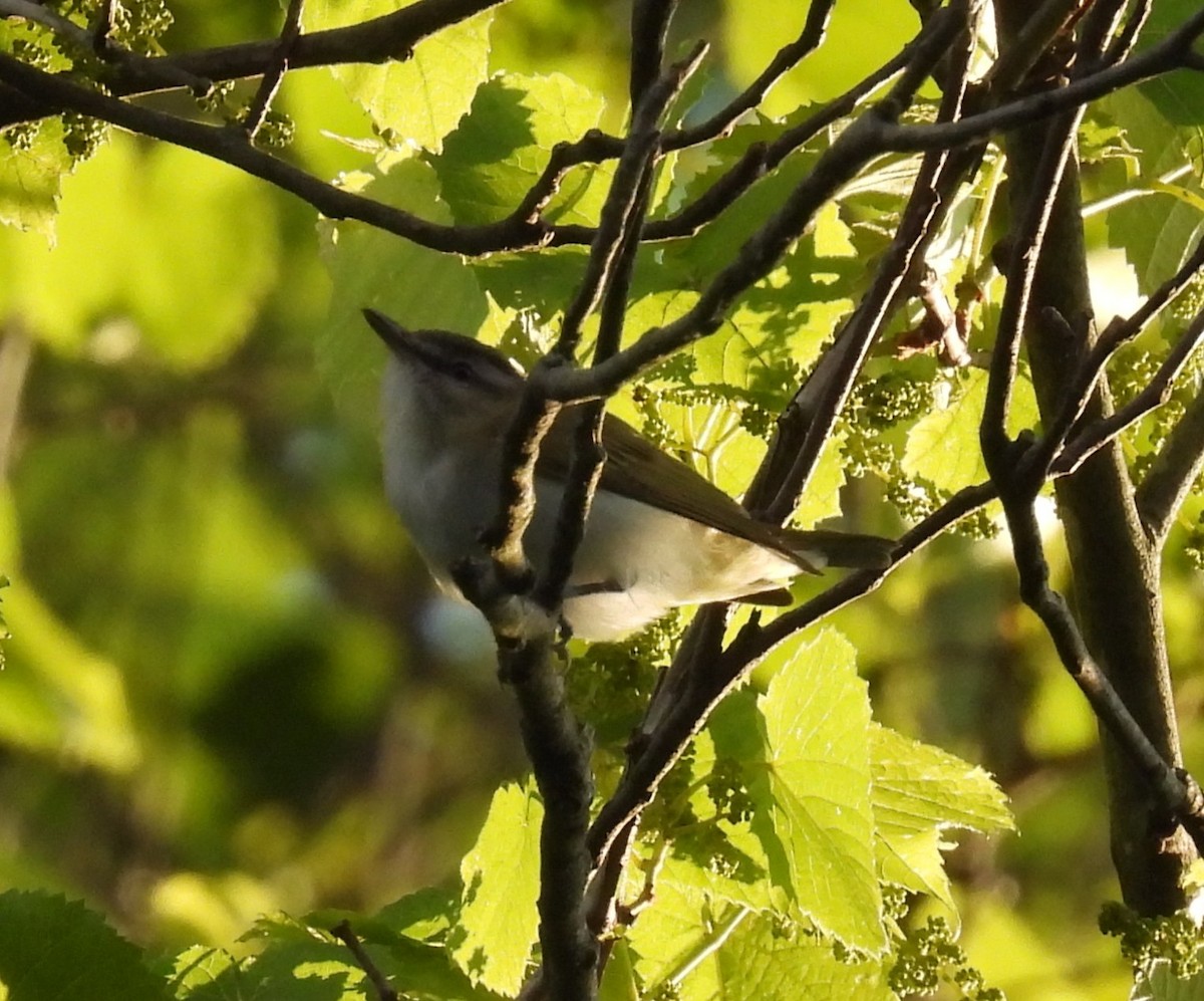 Red-eyed Vireo - ML635339960