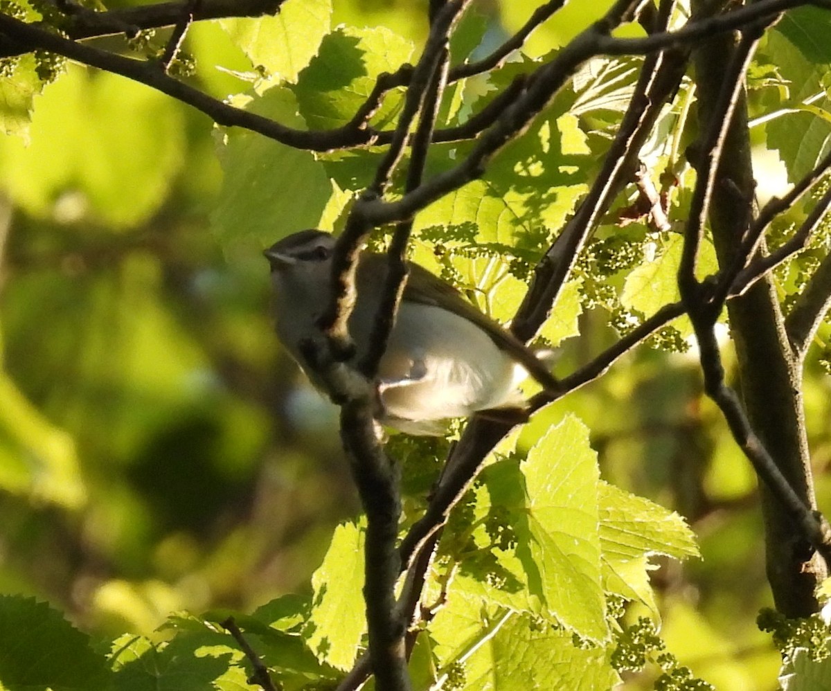 Red-eyed Vireo - ML635339969