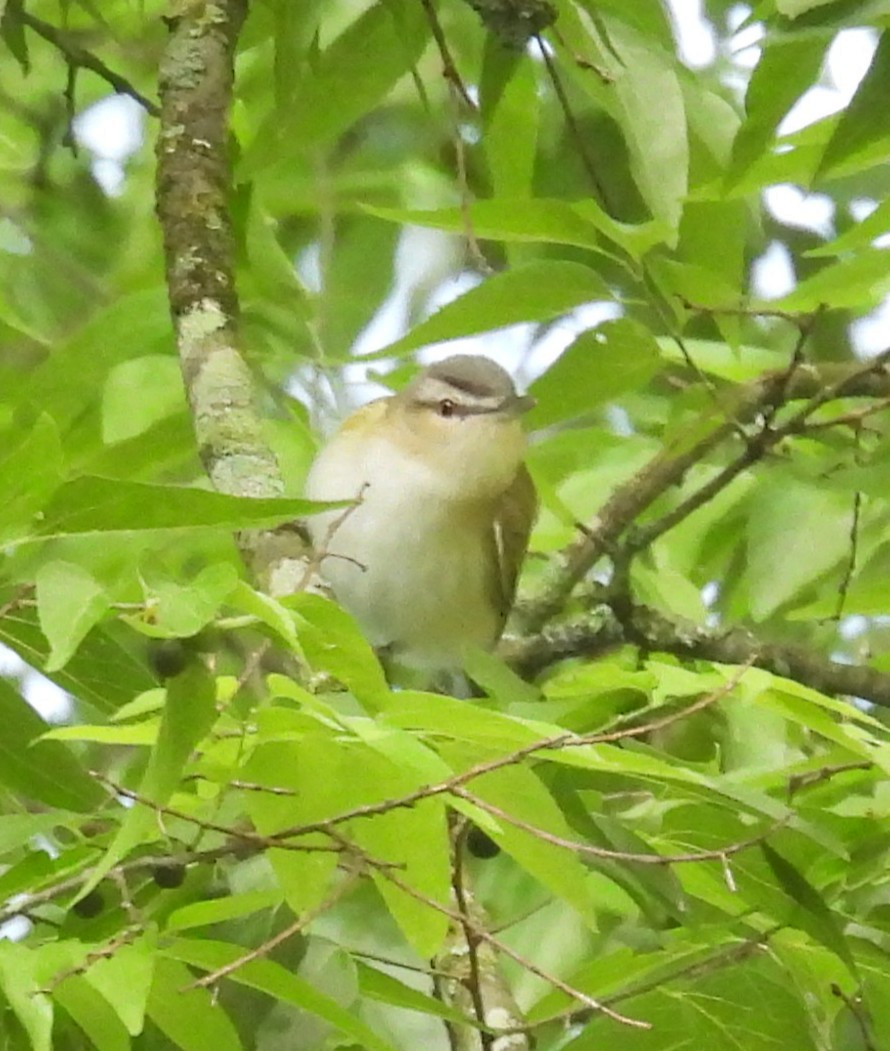 Red-eyed Vireo - ML635340002