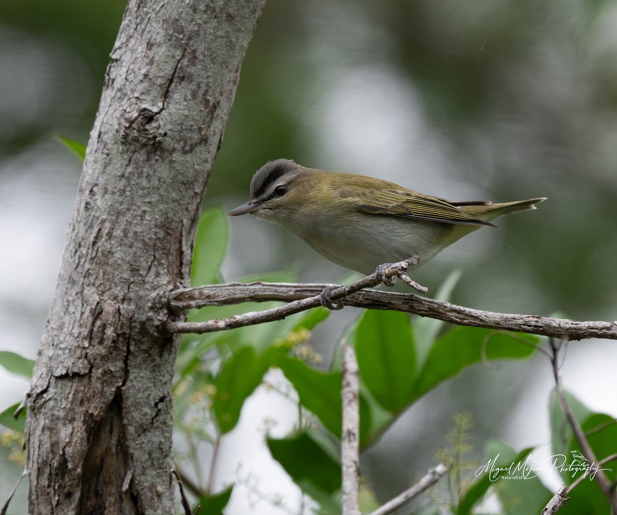 Red-eyed Vireo - ML635340163