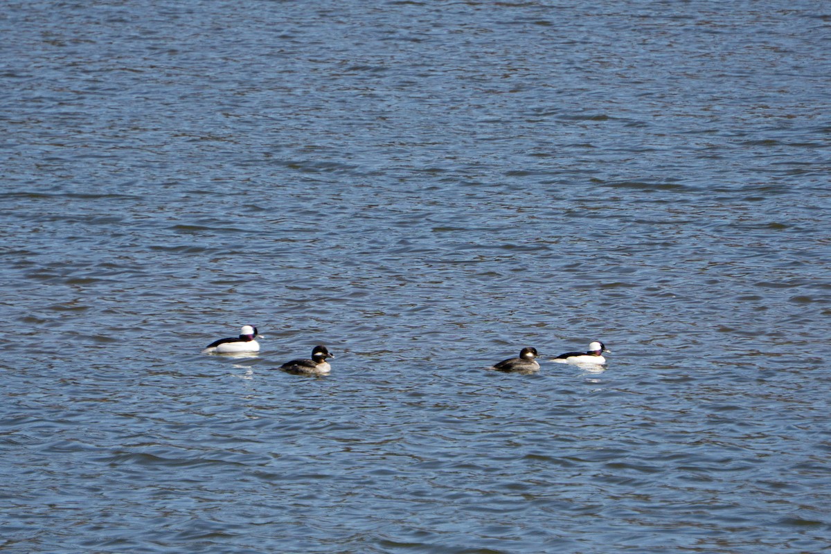Bufflehead - ML635340164