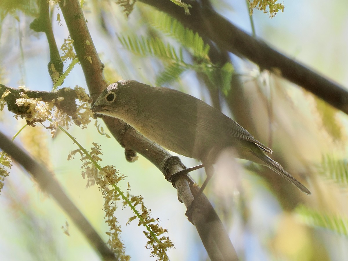 Virginia's Warbler - ML635340183