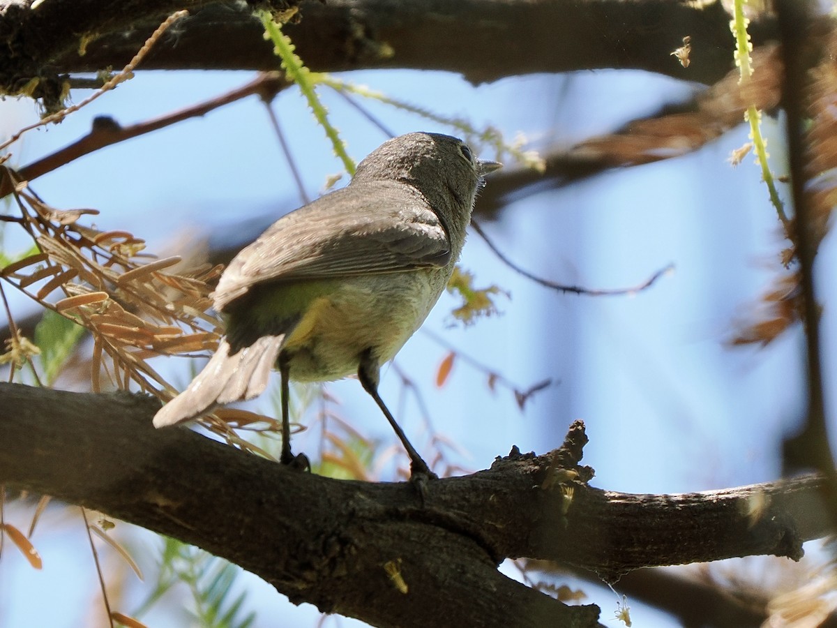Virginia's Warbler - ML635340184