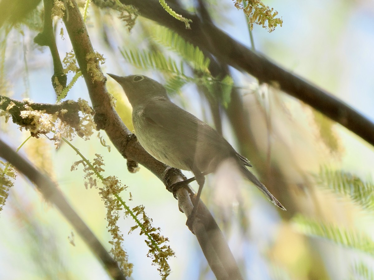 Virginia's Warbler - ML635340185
