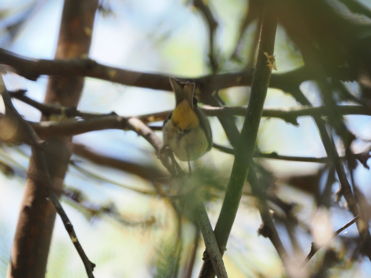 Virginia's Warbler - ML635340189