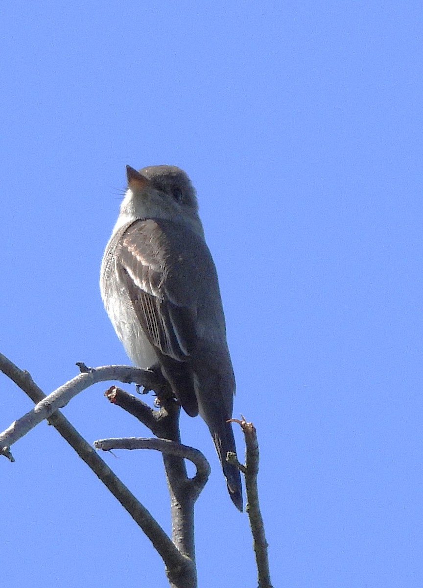 Western Wood-Pewee - ML635340230