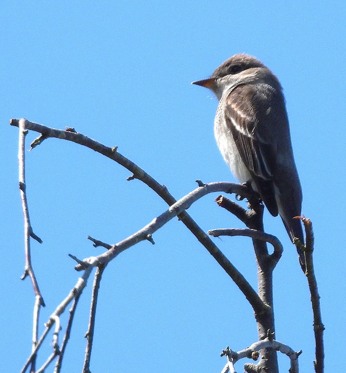 Western Wood-Pewee - ML635340231